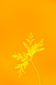 黃瑋's banner