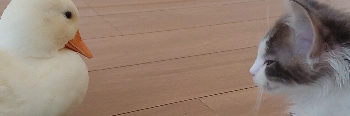 🦆むしぱん/しらす🐈's banner