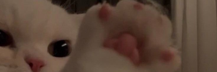 • Nyakerman ≽(•⩊ •マ≼'s banner