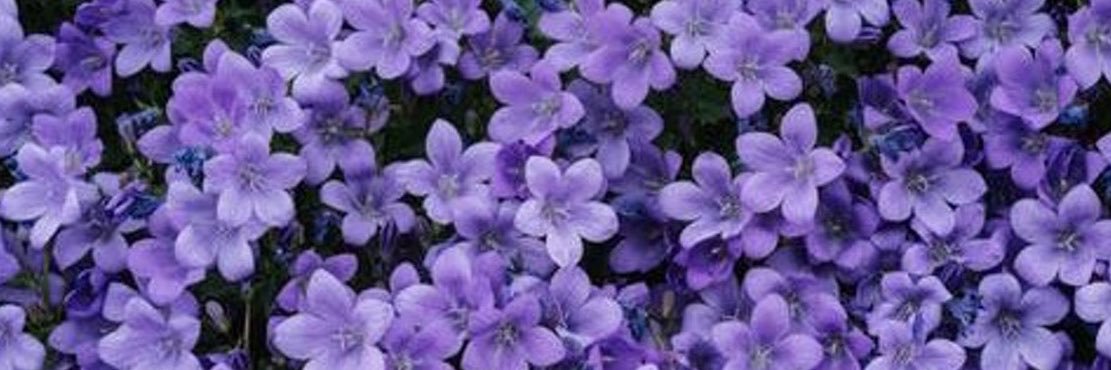 Skyler Lo's banner