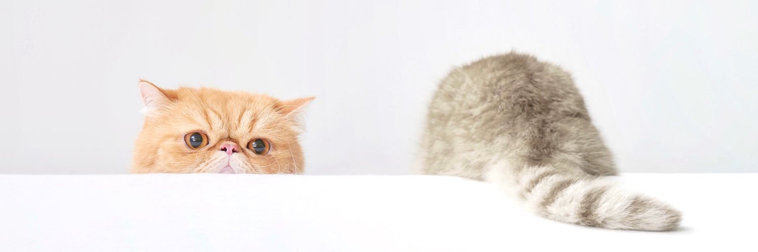 ねこねこ食パン【公式】's banner