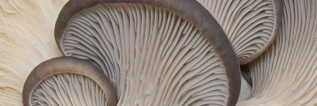 𝐿𝑢𝑐𝑖🍄's banner