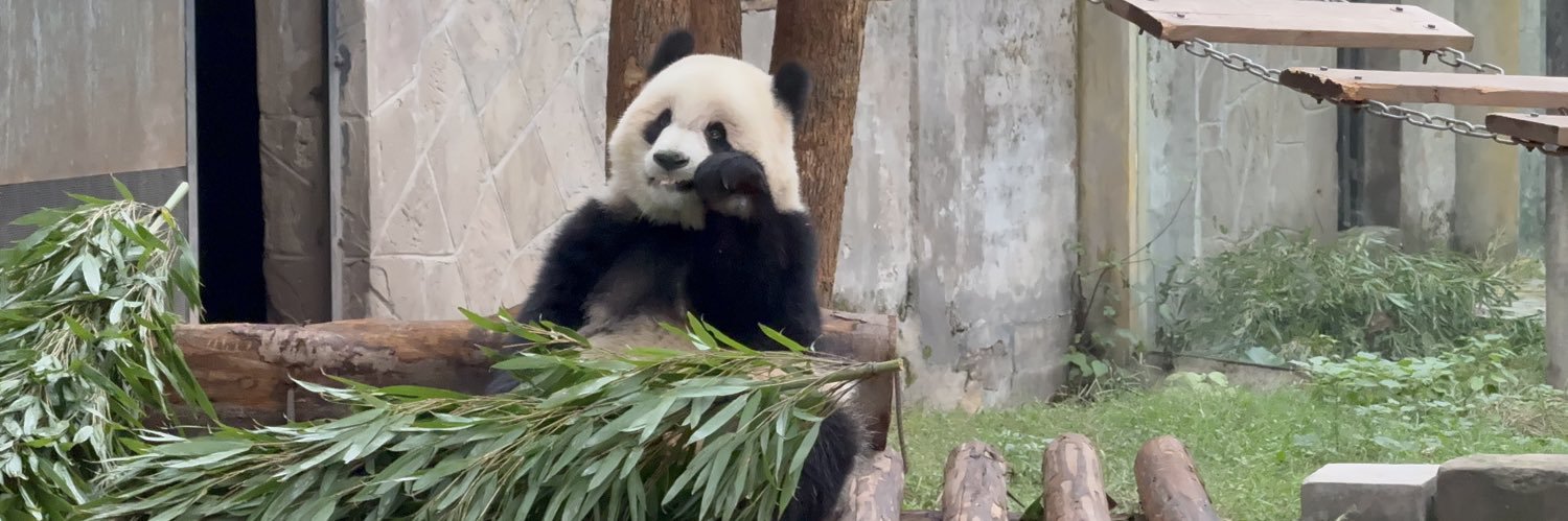 🐼🧑‍🦲Chub 4 Chasers 寸头猪's banner