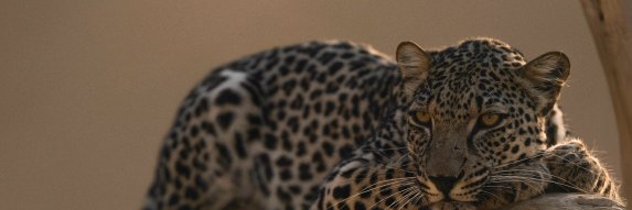 Arabian Leopard Fund صندوق النمر العربي's banner