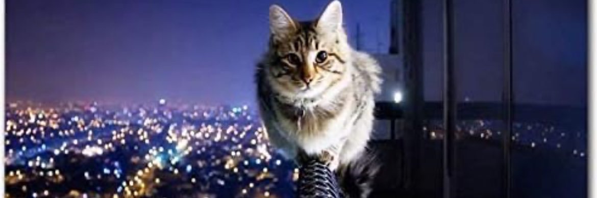Nur_diyor_kii's banner