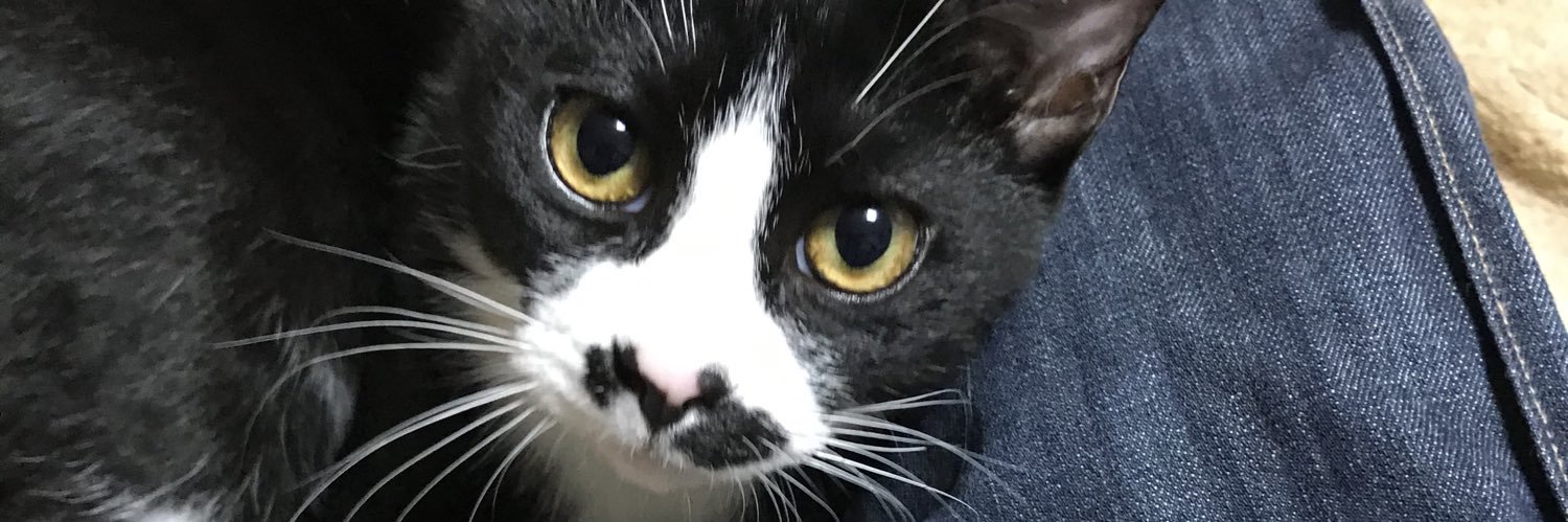 一般社団法人猫じゃらし's banner