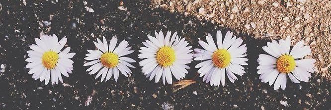 Lili🌺's banner