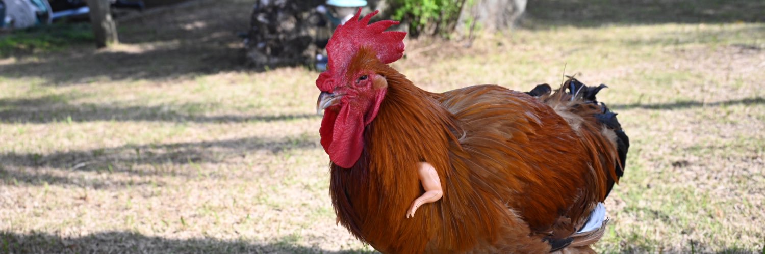 コッコ🐓名古屋コーチン♂'s banner