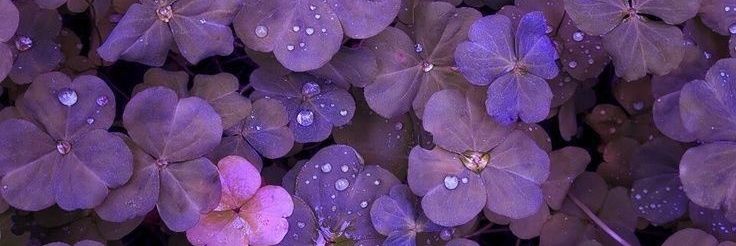 r. 🌸 ronnie 🌸 🐘's banner