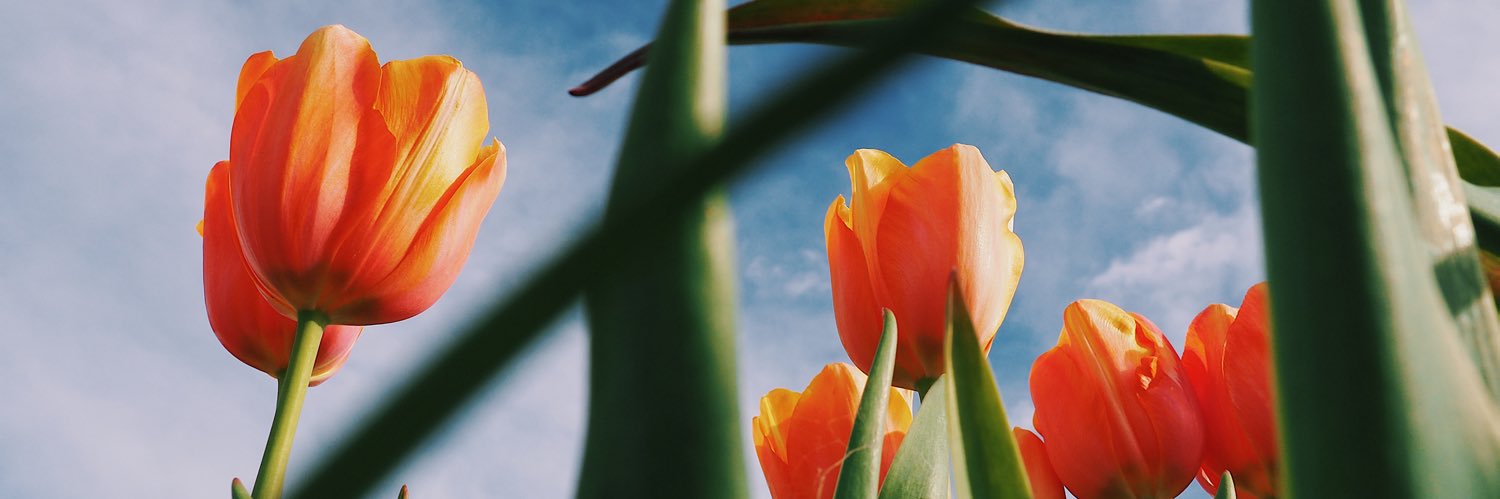 Brittany Flowers's banner