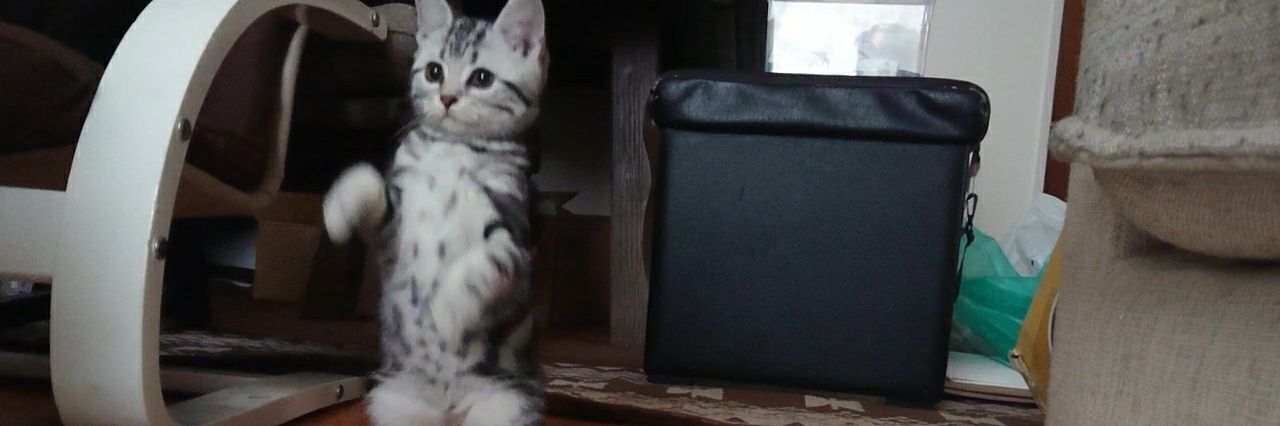 トォーラ🐈's banner