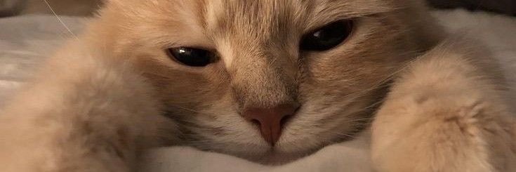 effy ｡꩜˚⋆'s banner