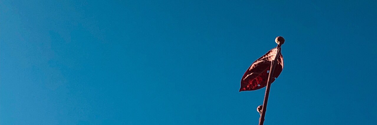 こむぎ's banner