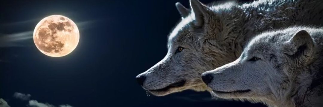 Ahmet Mo’ytan Oğlu- احمد مویتن اوغلو's banner