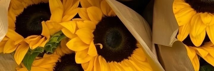 太陽 Nadya🌻's banner