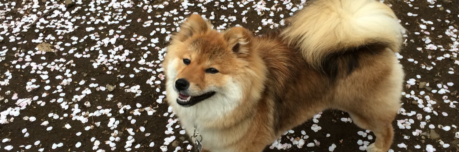 柴犬のちよ's banner