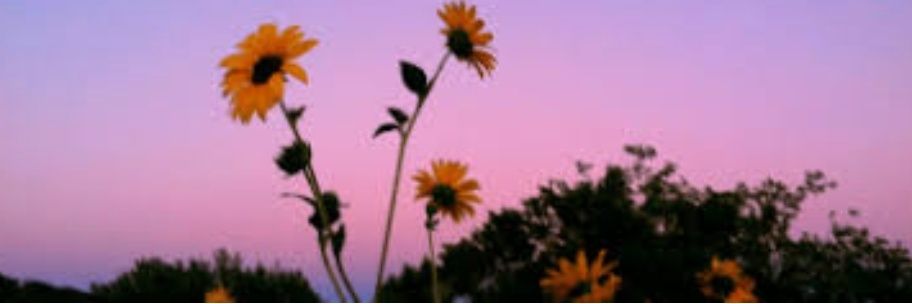 Teia..🎻🎻🎻🕊🕊🕊's banner