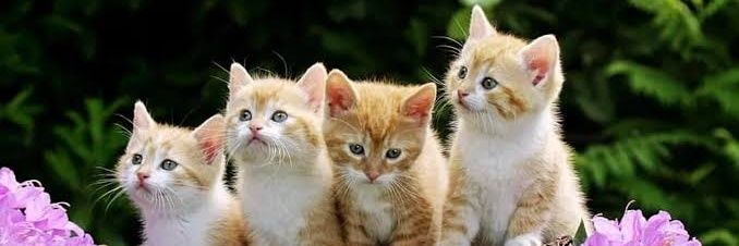 Kitten Cat's banner