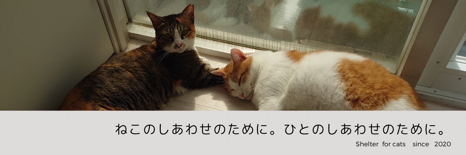 NPO法人CATS WELCARE【猫カフェ/大阪/京セラドーム近く/阿倍野】🐈‍⬛🐾's banner