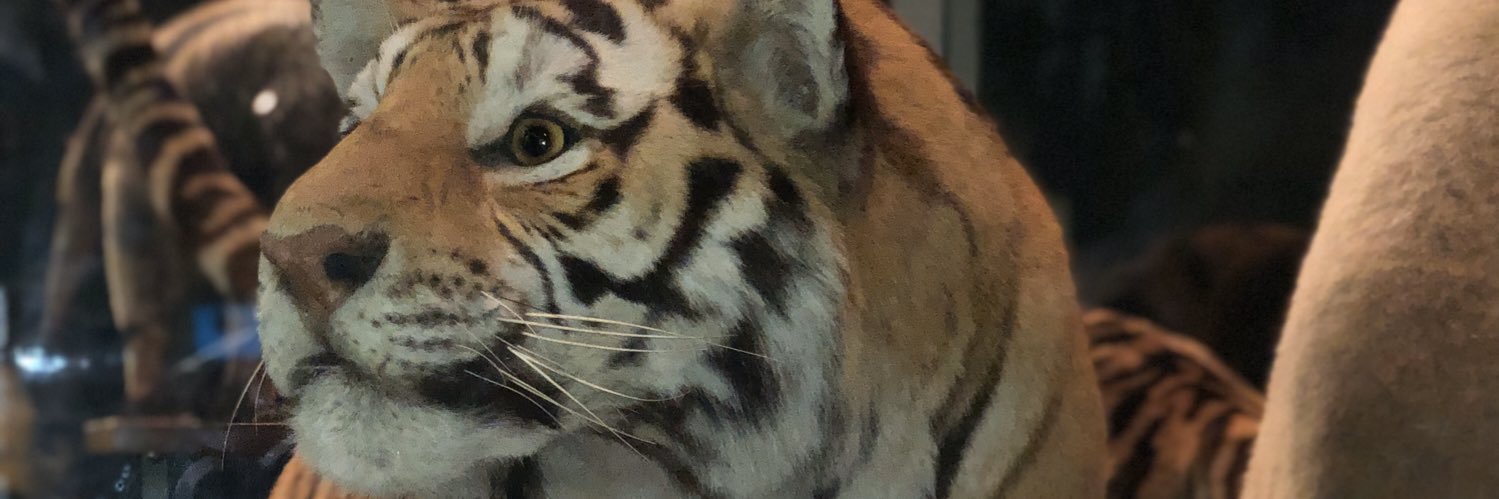 Tiger JayEmber's banner