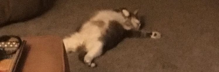billi's banner