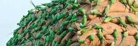 shamsher gondal's banner
