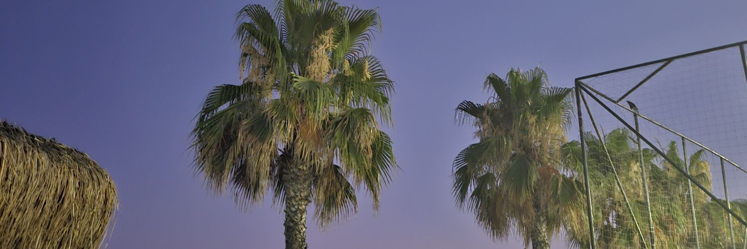Z 🦋's banner