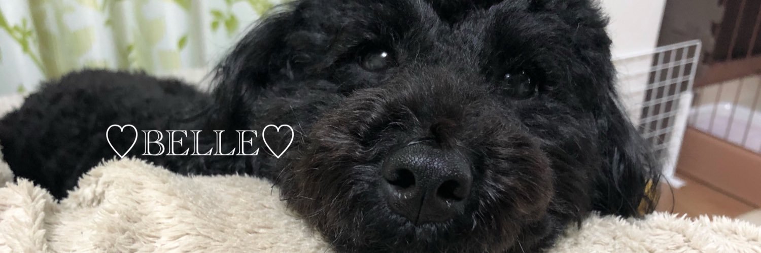 トイプー♡ベル♡'s banner