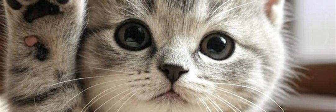 ちょこふらっぺ🐱's banner