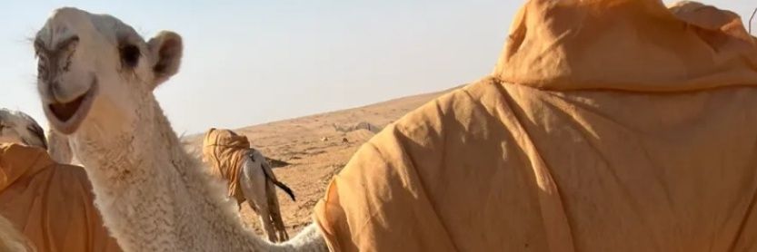 بدر بن جزاء's banner