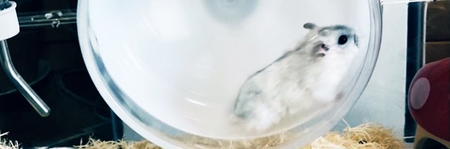 ほしまる⭐️'s banner