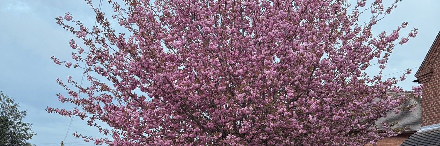 🌸Rierie 🌸's banner