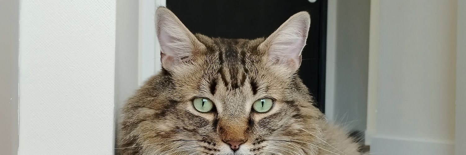 Agustín🐈's banner