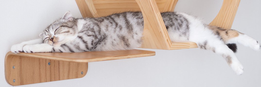 猫のぐう🐱スコティッシュフォールド's banner