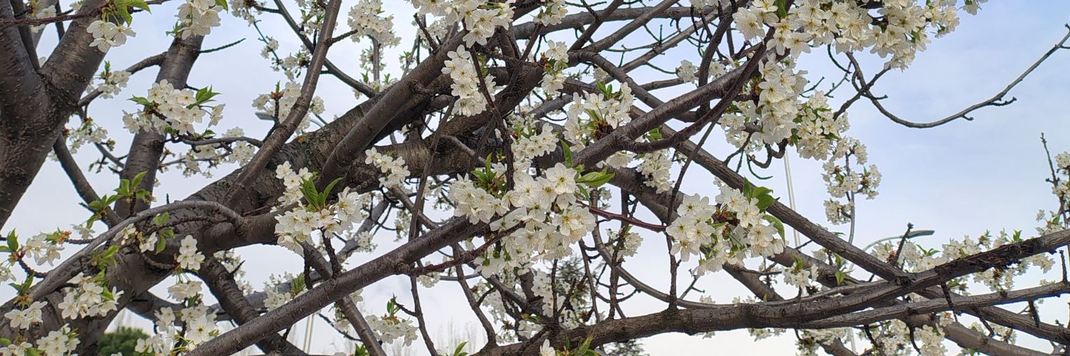 Juanpe💐's banner