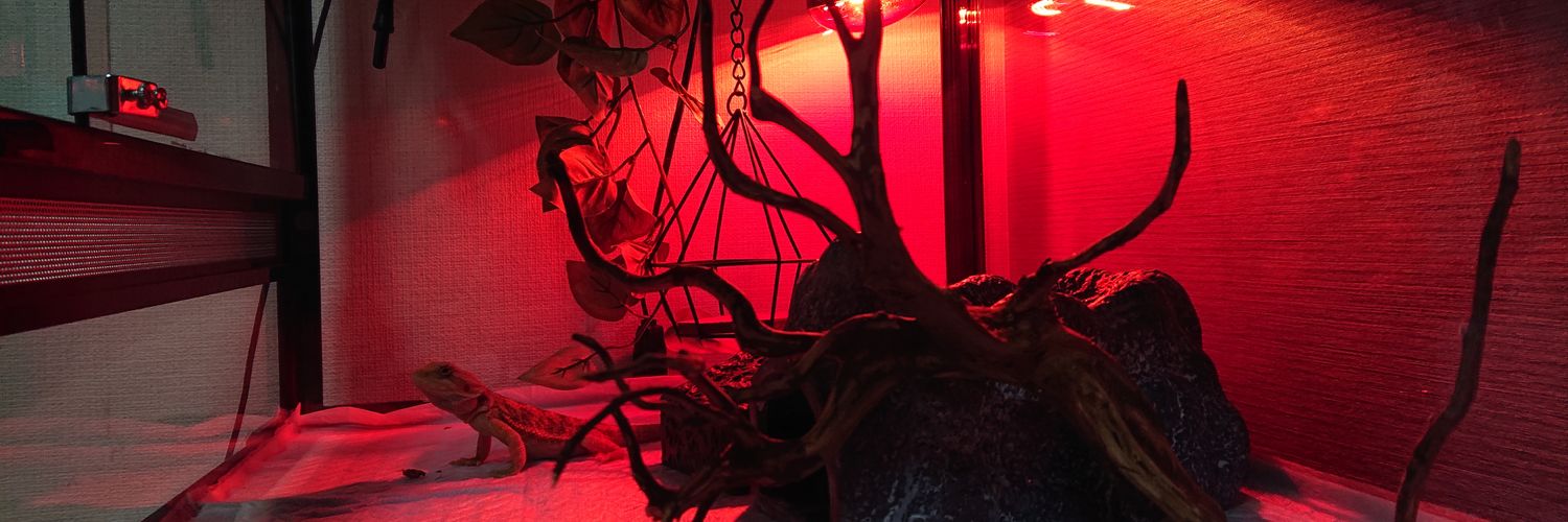 ミホムール🐚's banner