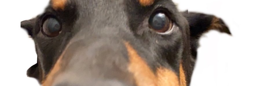DubieDobies's banner