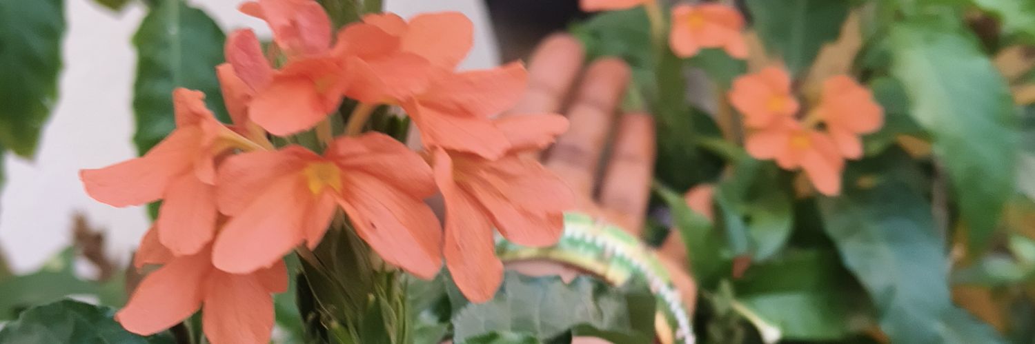 ☁🐉Ѧllari PìLLä🦚☁'s banner