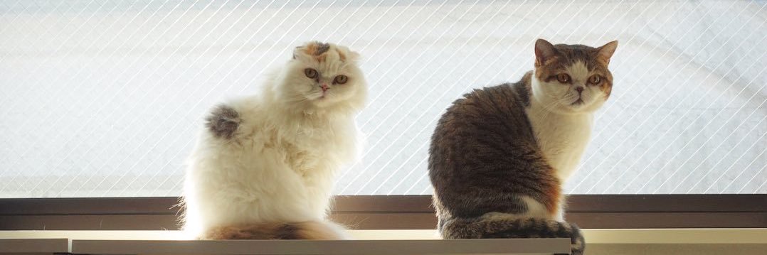 ｆｕｕ_ｃｈｉｒｏｒｕ's banner