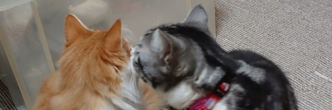 姫と空😻😽's banner