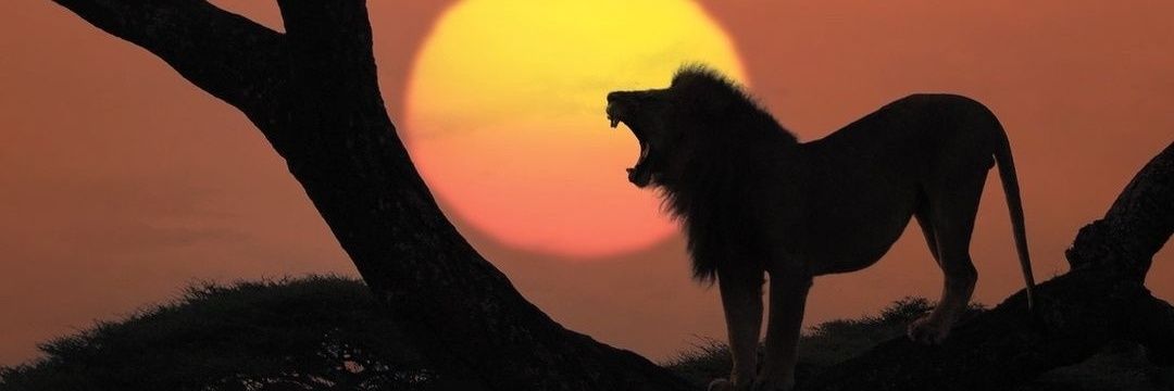 Fauna Natural's banner