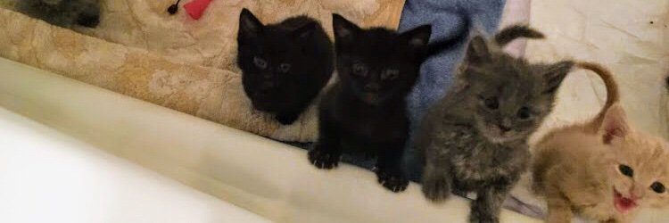 Gandolf’s Legacy Cat Rescue's banner