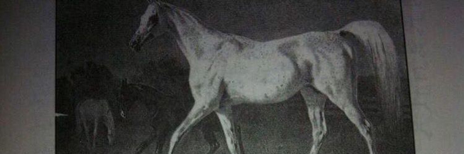 خيالة السندة's banner