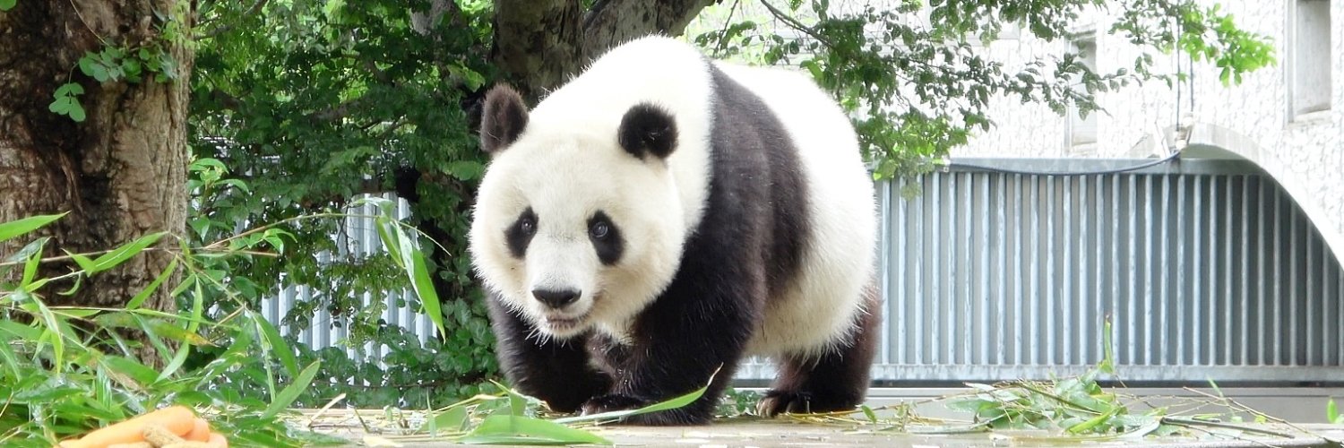 PANDA KENJI's banner