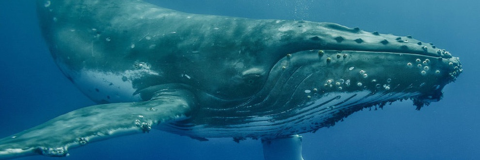 Дорогой Иван Эдуардович 🐋's banner