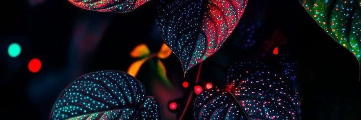 Videos Retweet's banner