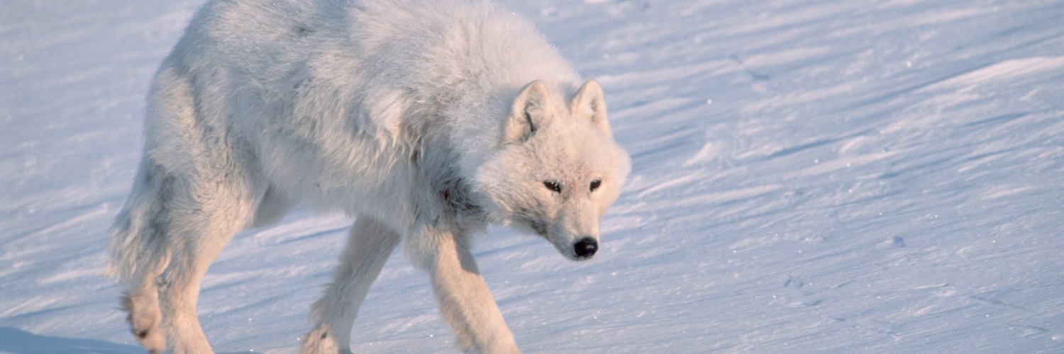 polar's banner