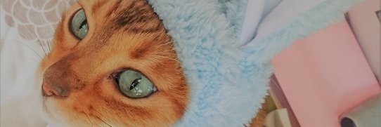 がも🇺🇦NoWarInUkraine's banner