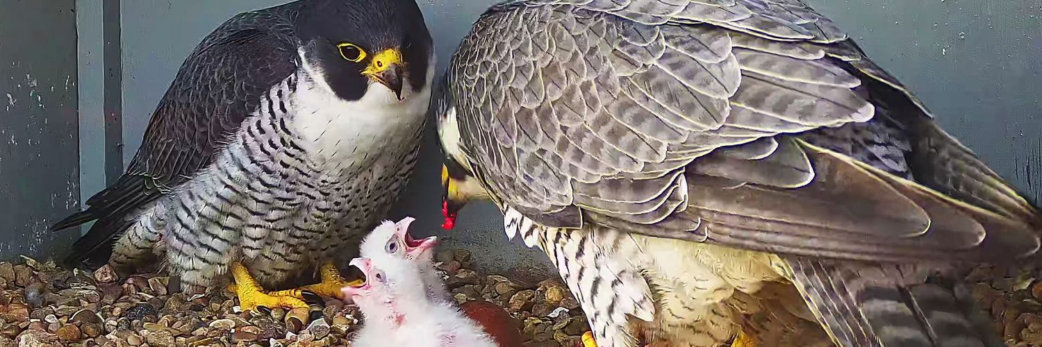 Cromer Peregrine Project's banner