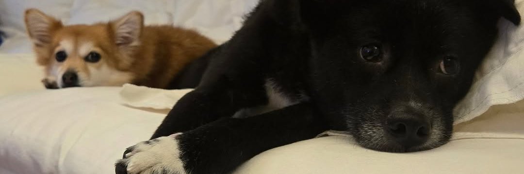 sweetie's banner
